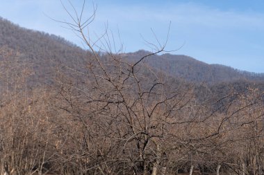 Ağaçlı ve karlı güzel bir manzara.