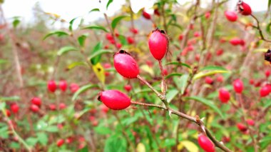 Ormanda yetişmiş gül kalçası.