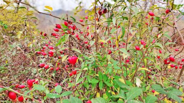 Ormanda yetişmiş gül kalçası.
