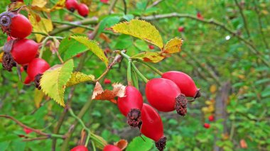 Ormanda yetişmiş gül kalçası.