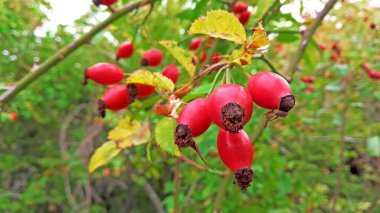 Ormanda yetişmiş gül kalçası.