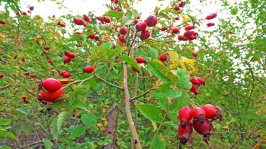Ormanda yetişmiş gül kalçası.