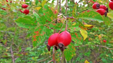 Ormanda yetişmiş gül kalçası.