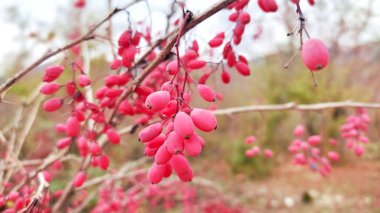 Olgun Berberiler hasat için hazır. Tarım ve gıda kavramı.