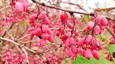 Olgun Berberiler hasat için hazır. Tarım ve gıda kavramı.