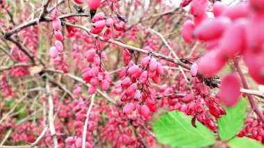 Olgun Berberiler hasat için hazır. Tarım ve gıda kavramı.