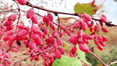 Olgun Berberiler hasat için hazır. Tarım ve gıda kavramı.
