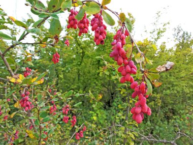 Olgun Berberiler hasat için hazır. Tarım ve gıda kavramı.