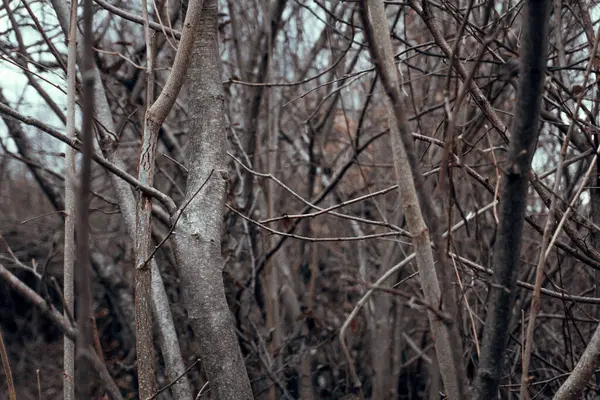 Kış mevsiminde doğa titreşimleri