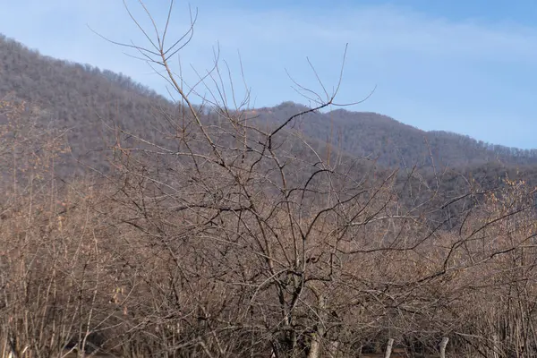 Ağaçlı ve karlı güzel bir manzara.