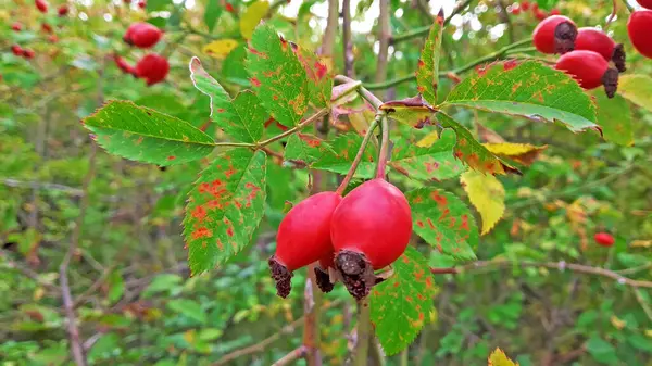 Ormanda yetişmiş gül kalçası.