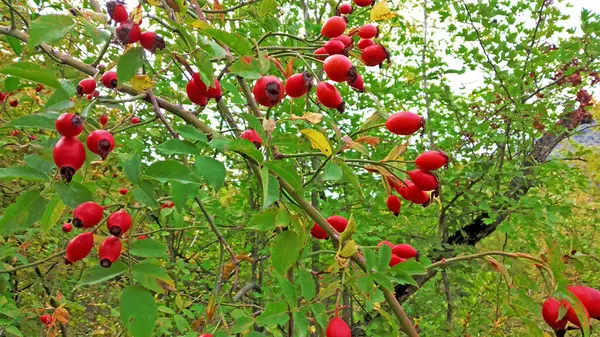 Ormanda yetişmiş gül kalçası.