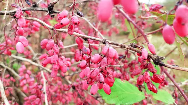 Olgun Berberiler hasat için hazır. Tarım ve gıda kavramı.
