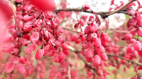 Olgun Berberiler hasat için hazır. Tarım ve gıda kavramı.