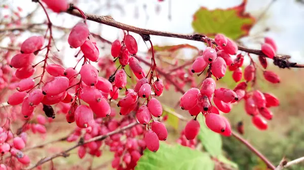 Olgun Berberiler hasat için hazır. Tarım ve gıda kavramı.