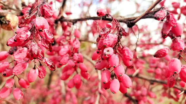 Olgun Berberiler hasat için hazır. Tarım ve gıda kavramı.