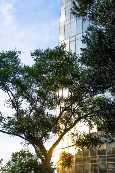 Alev Kulelerinin Manzarası. Bakü, Azerbaycan
