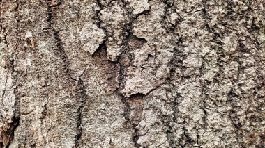 Kırsal kesimde bahar zamanı yakalanıyor..