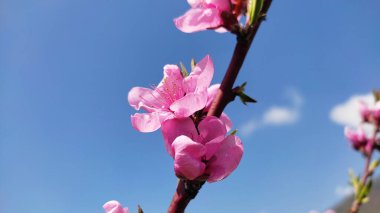 Kırsal kesimde bahar zamanı yakalanıyor..