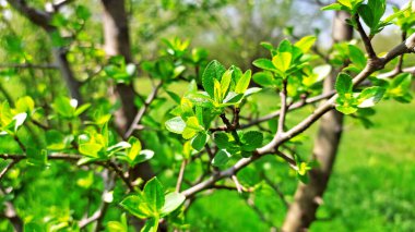 Kırsal kesimde bahar zamanı yakalanıyor..