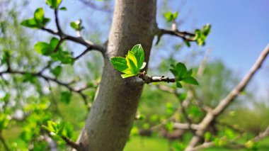 Kırsal kesimde bahar zamanı yakalanıyor..