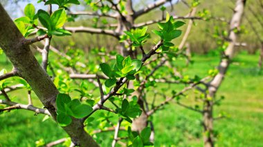 Kırsal kesimde bahar zamanı yakalanıyor..