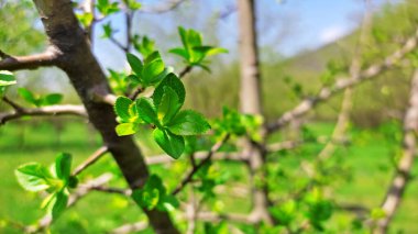 Kırsal kesimde bahar zamanı yakalanıyor..