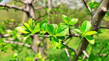 Kırsal kesimde bahar zamanı yakalanıyor..