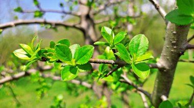Kırsal kesimde bahar zamanı yakalanıyor..