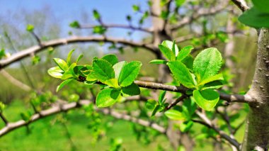 Kırsal kesimde bahar zamanı yakalanıyor..