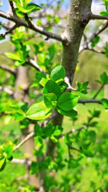 Kırsal kesimde bahar zamanı yakalanıyor..