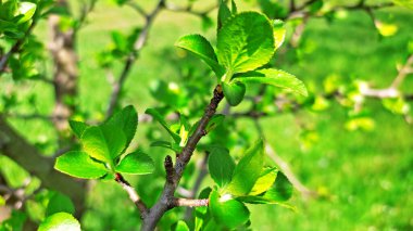 Kırsal kesimde bahar zamanı yakalanıyor..