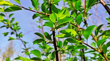 Kırsal kesimde bahar zamanı yakalanıyor..