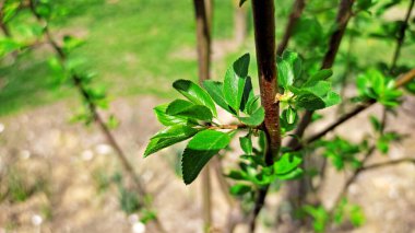 Kırsal kesimde bahar zamanı yakalanıyor..