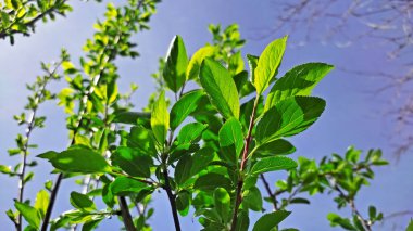 Kırsal kesimde bahar zamanı yakalanıyor..