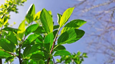 Kırsal kesimde bahar zamanı yakalanıyor..