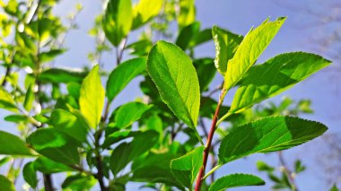 Kırsal kesimde bahar zamanı yakalanıyor..