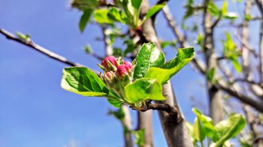 Kırsal kesimde bahar zamanı yakalanıyor..