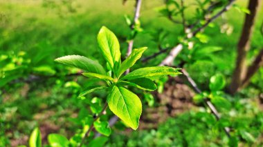Kırsal kesimde bahar zamanı yakalanıyor..