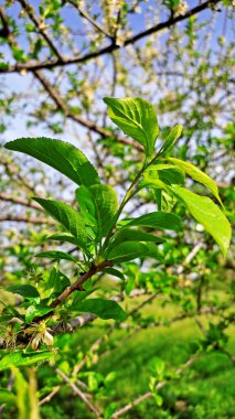 Kırsal kesimde bahar zamanı yakalanıyor..