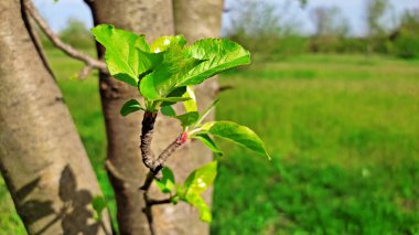 Kırsal kesimde bahar zamanı yakalanıyor..