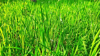 Kırsal kesimde bahar zamanı yakalanıyor..