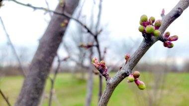 Kırsal kesimde bahar zamanı yakalanıyor..