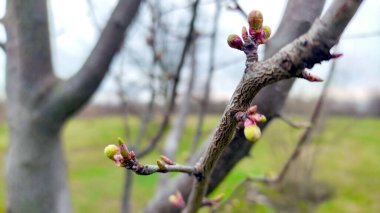 Kırsal kesimde bahar zamanı yakalanıyor..