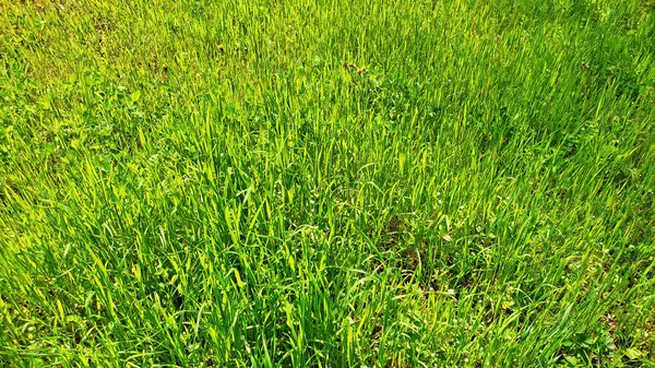 Kırsal kesimde bahar zamanı yakalanıyor..