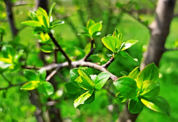 Kırsal kesimde bahar zamanı yakalanıyor..