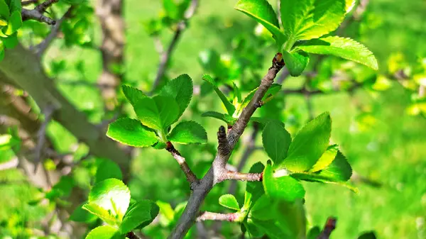 Kırsal kesimde bahar zamanı yakalanıyor..