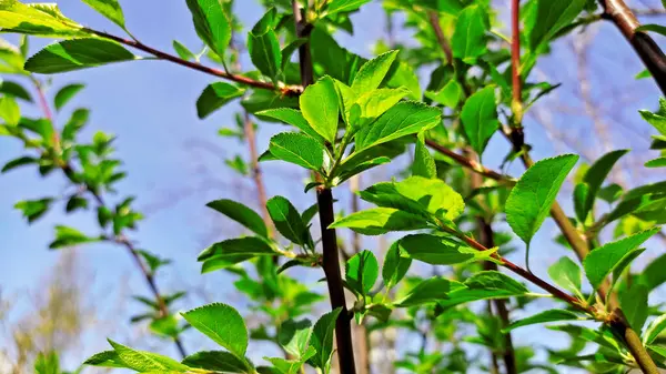 Kırsal kesimde bahar zamanı yakalanıyor..