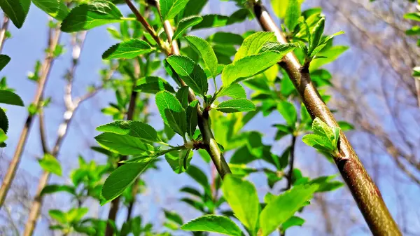 Kırsal kesimde bahar zamanı yakalanıyor..
