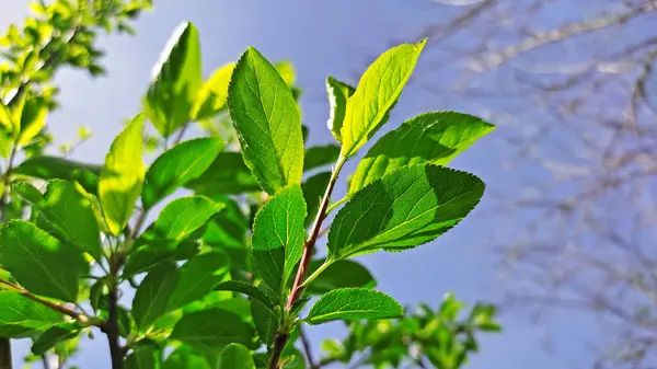 Kırsal kesimde bahar zamanı yakalanıyor..